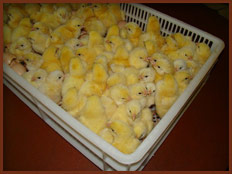 chicks1