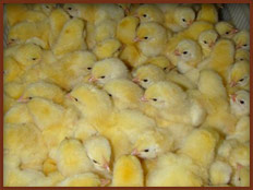 chicks3